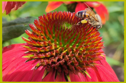 Visite découverte de l'apiculture, miellerie, ouverture de ruche, atelier bougies en cire d'abeilles