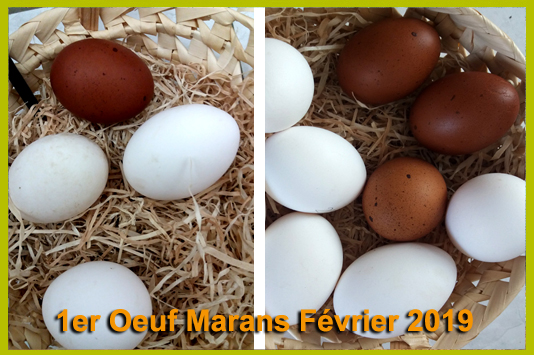  1er oeuf Marans - Fevrier 2019 à 9 mois