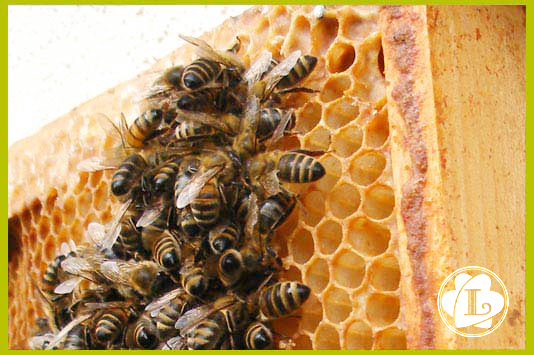 Abeilles sur cadre